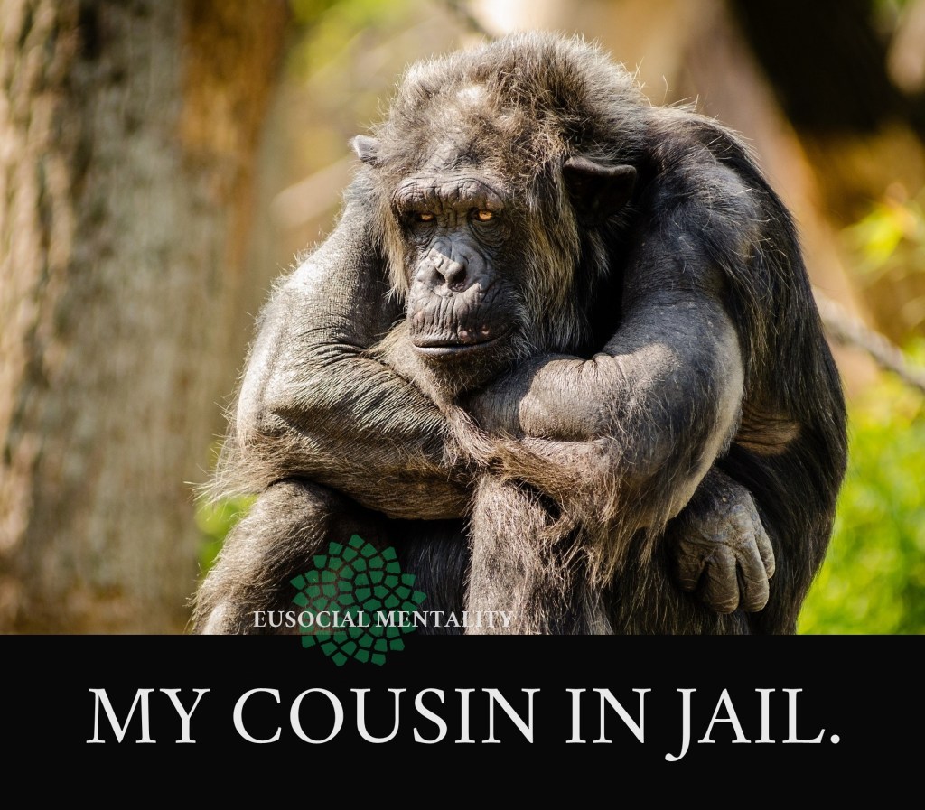 A sad chimpanzee in a zoo, sitting and waiting. "My cousin in jail." meme eusocial mentality hakim da boves