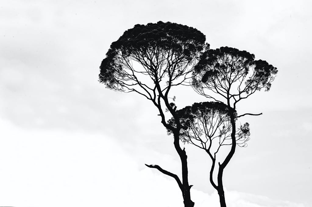 L’albero della vita: Da dove veniamo e dove stiamo&nbsp;andando?