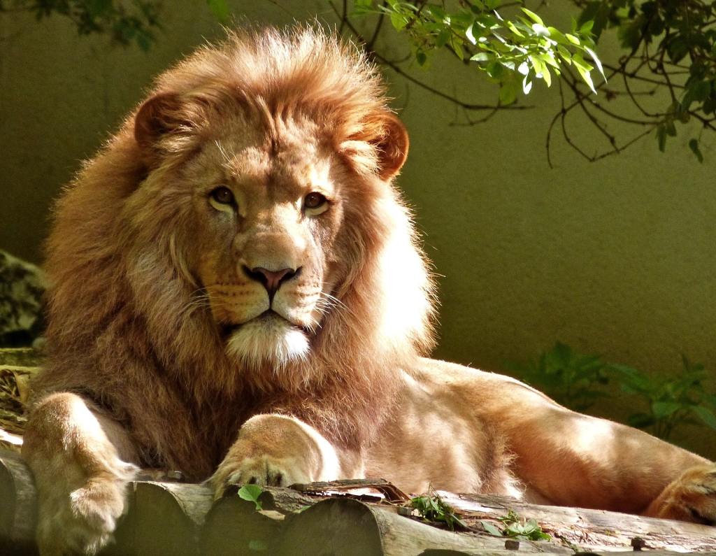picture of a lion in captivity watching the viewer with a worried look
