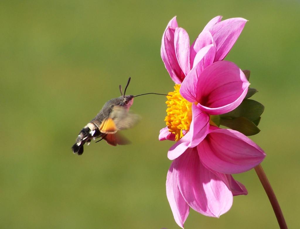 hummingbird hawk-moth flying over a flower.